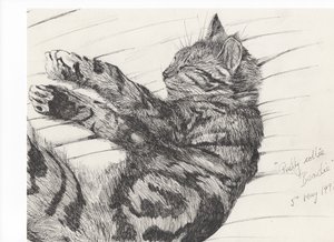 Jolie bête colley, 1997 - Vincent Alexander Booth